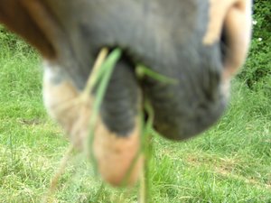 Graham und Co; Mona 08 053.jpg