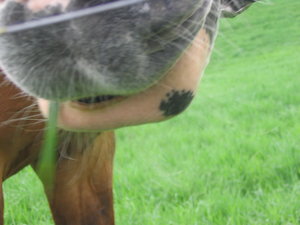 Mona s Ankunft in Aumenau 158.jpg