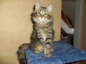 Katzenbabies Nov.2007 009.jpg