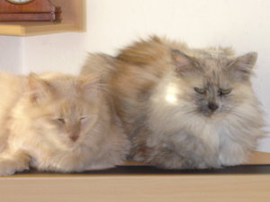 winter in stuttgart 2007,21.hochzeitstag 002.jpg