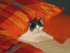 Minki, Bonny und Berry 088.jpg