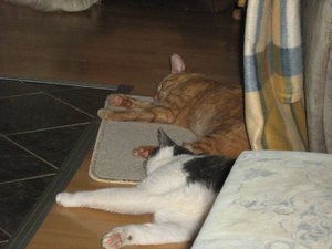 Minki, Bonny und Berry 138.jpg