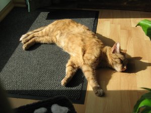 Minki, Bonny und Berry 115.jpg