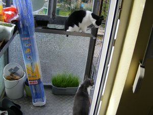 Chicco und Pinky 2.jpg