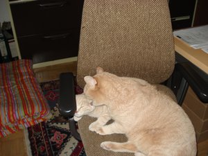 katzenpyramiede 143.jpg