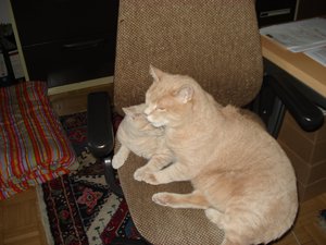 katzenpyramiede 144.jpg