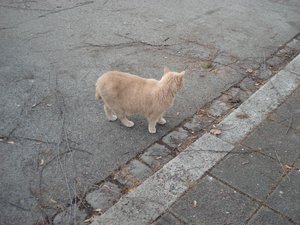 katzenpyramiede 107.jpg