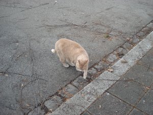 katzenpyramiede 108.jpg