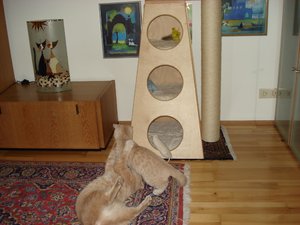 katzenpyramiede 004.jpg