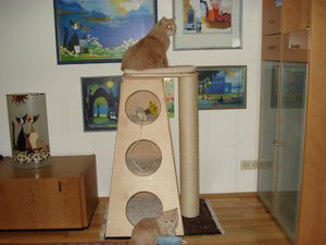 katzenpyramiede 005.jpg