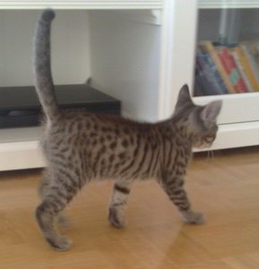 110920091386 - Kopie.jpg