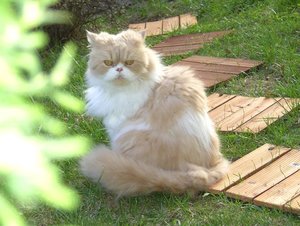 Gismo & Muzze 006.JPG