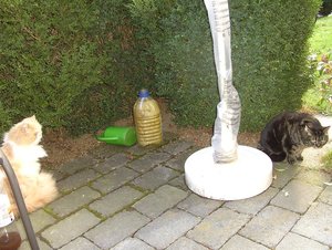 Gismo & Muzze 001.JPG