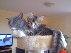 audi c4s4 20v-turbo 005.jpg