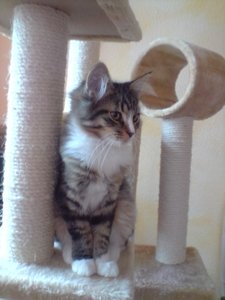 audi c4s4 20v-turbo 017.jpg