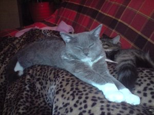 audi c4s4 20v-turbo 026.jpg