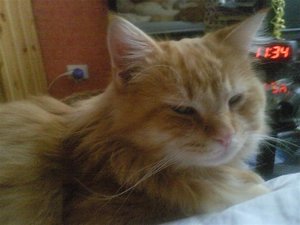 11;34 - Noch viel zu früh für Chico! (Medium).jpg