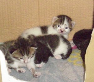 Katzenbabys F.JPG
