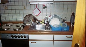 Bild 5 018 [800x600].jpg