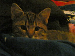 händybilder 001.jpg