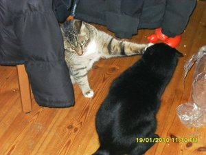 Bild4 007 [800x600].jpg