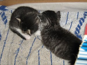 Minki, Bonny und Berry 001.jpg