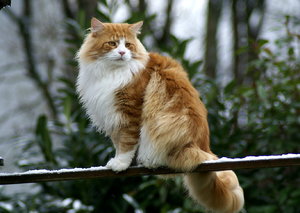 Santos 08-11-22.2gr.jpg