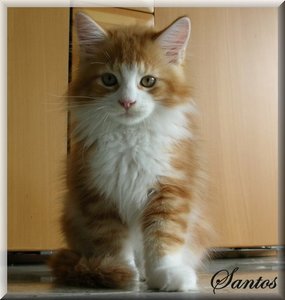 Santos 07.09-30v.jpg