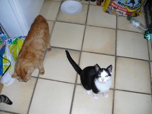 amadeus, fritzchen kleiner.jpg