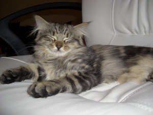 Pina 2 (27.11.-18.12.2011) 062.jpg