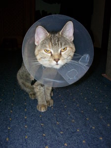 Lilly und Tabby 005.JPG