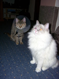 Lilly und Tabby 010.JPG