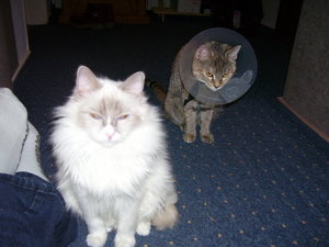 Lilly und Tabby 011.JPG