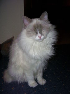 Lilly und Tabby 013.JPG