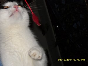 Angel+Beddie 001 [800x600].jpg