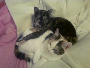 Bildschirmfoto 2012-03-07 um 19.08.56.jpg