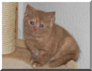 cinnamon tortie 1.jpg