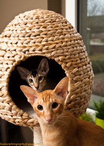 Saraf und Isami-1n.jpg