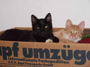 Katerkiste.jpg