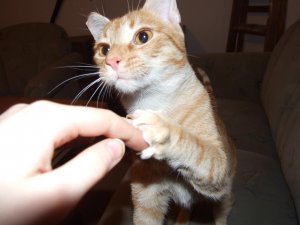 gib mit lecker, sofort!!.jpg