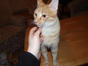 kuscheln ja, aber ich trau mich nicht....jpg