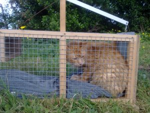 Puschel nach der OP.jpg