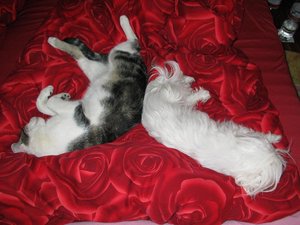 Anton und Gini_2.JPG