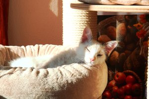 Flecki im Bettchen 1 250312.jpg