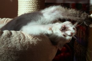 Flecki im Bettchen 2 250312.jpg