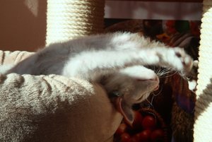 Flecki im Bettchen 3 250312.jpg