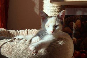 Flecki im Bettchen 4 250312.jpg