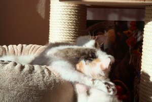 Flecki im Bettchen 5 250312.jpg