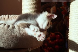 Flecki im Bettchen 6 250312.jpg