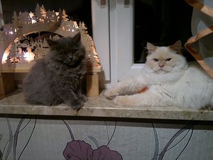 21112011086 noch kleiner.jpg